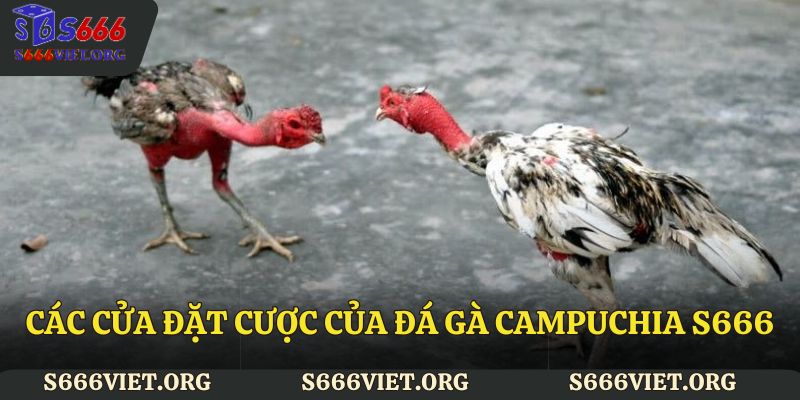 Các cửa đặt cược của đá gà Campuchia S666