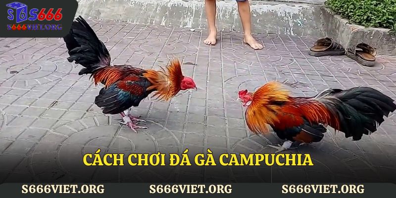 Cách chơi đá gà Campuchia