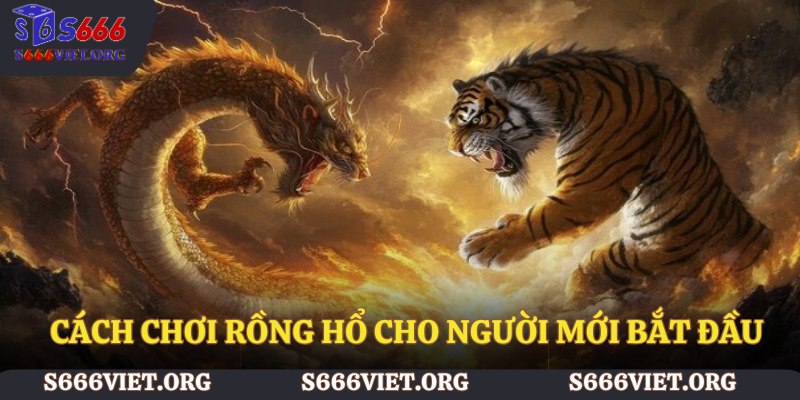 Cách chơi rồng hổ cho người mới bắt đầu