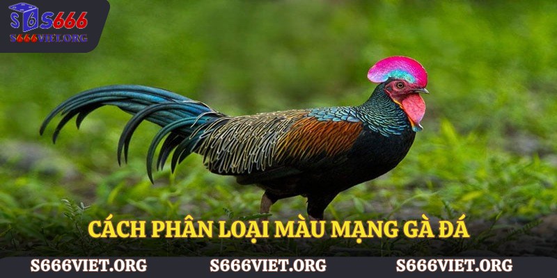 Cách phân loại màu mạng gà đá