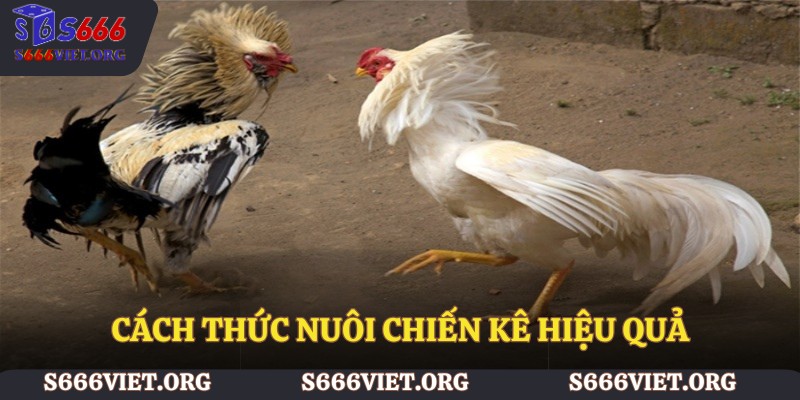 Cách thức nuôi chiến kê hiệu quả