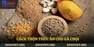 cách trộn thức ăn cho gà chọi
