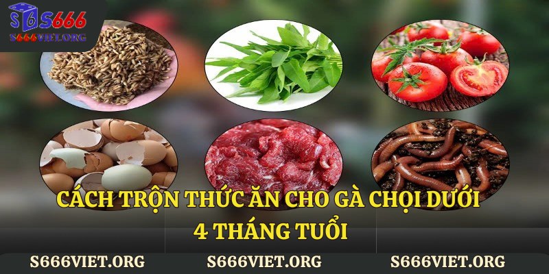 Cách trộn thức ăn cho gà chọi dưới 4 tháng tuổi
