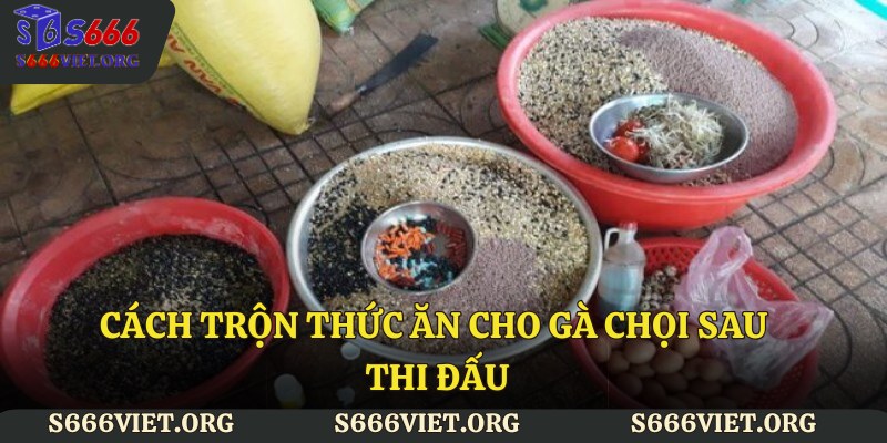 Cách trộn Thức ăn cho gà chọi sau thi đấu