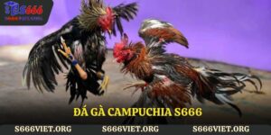Đá gà Campuchia S666