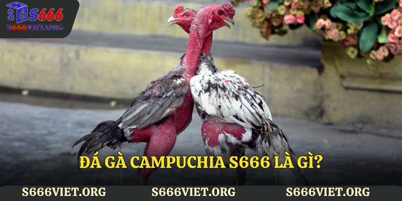 Đá gà Campuchia S666 là gì?
