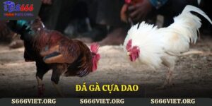 đá gà cựa dao