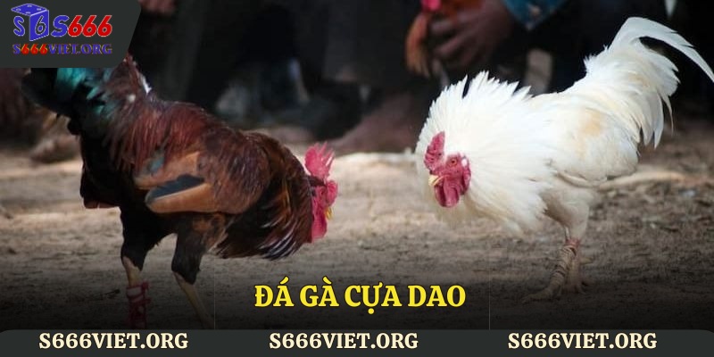 đá gà cựa dao