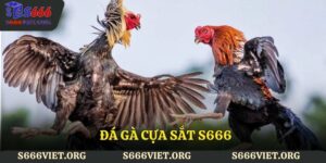 đá gà cựa sắt S666