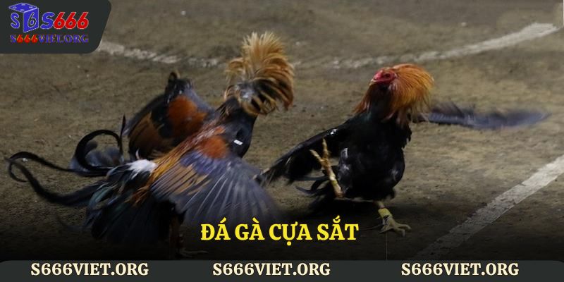 Đá gà cựa sắt