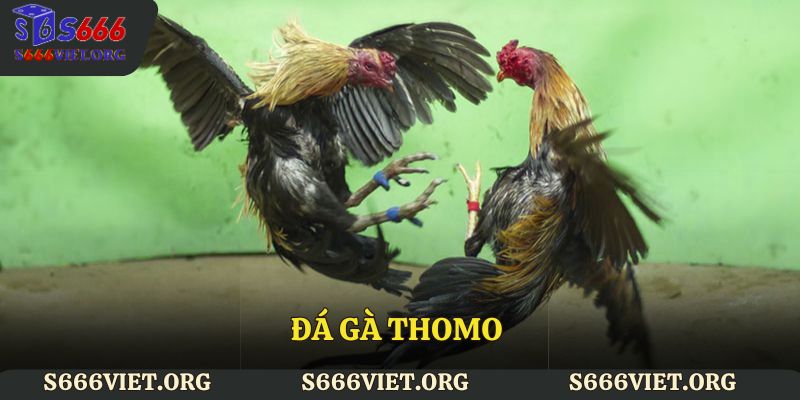 Đá gà thomo
