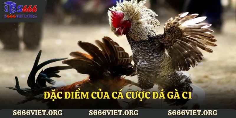 Đặc điểm của cá cược đá gà C1