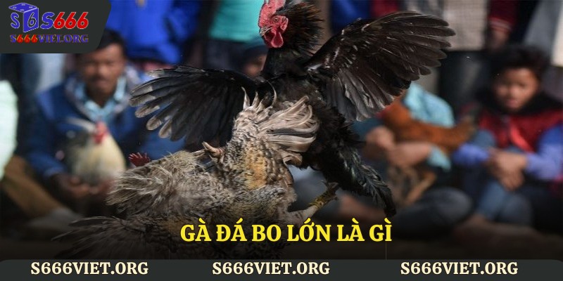 Gà đá bo lớn là gì