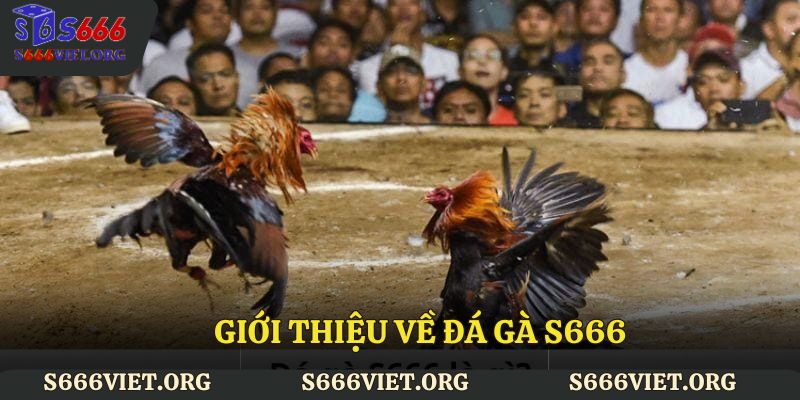 Góc nhìn rõ nét về Đá gà S666 