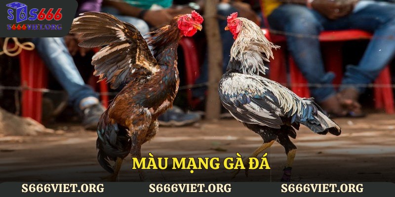 Màu mạng gà đá