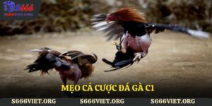 mẹo cá cược đá gà C1