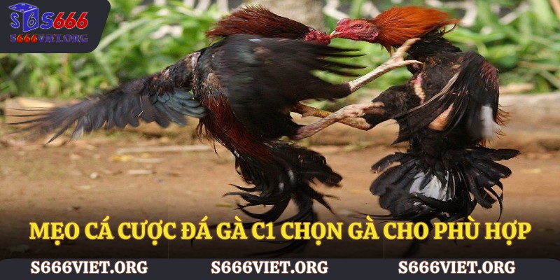 Mẹo cá cược đá gà C1 chọn gà cho phù hợp
