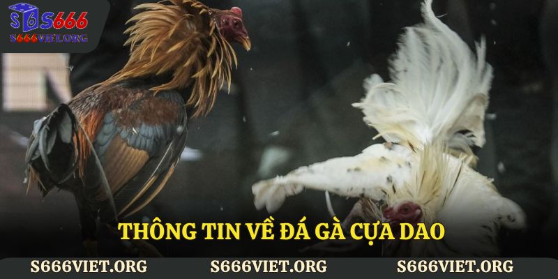 Thông tin về đá gà cựa dao S666