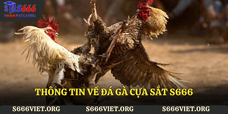 Thông tin về đá gà cựa sắt S666