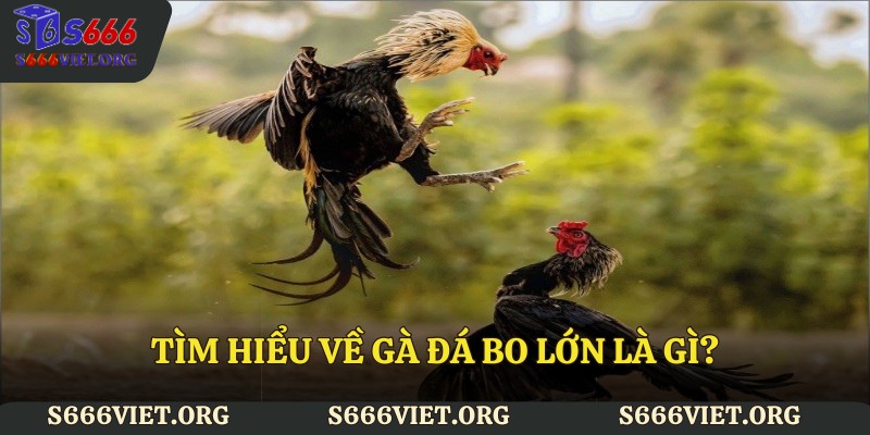Gà Đá Bo Lớn Là Gì 