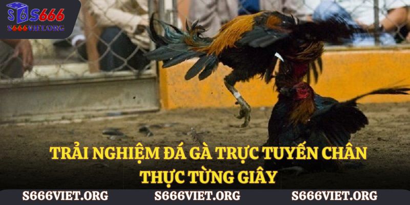 Trải nghiệm đá gà trực tuyến chân thực từng giây