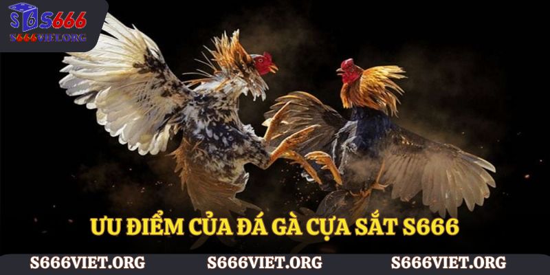 Ưu điểm của đá gà cựa sắt S666